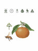 Koala_Eco_Natural_Fruit_And_Vegetable_Wash